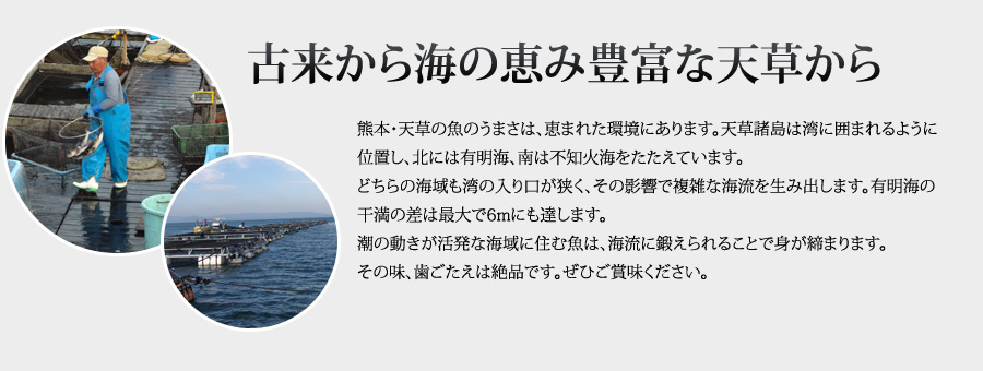 熊本・天草の魚のうまさは、恵まれた環境にあります。天草諸島は湾に囲まれるように位置し、北には有明海、南は不知火海をたたえています。どちらの海域も湾の入り口が狭く、その影響で複雑な海流を生み出します。有明海の干満の差は最大で6mにも達します。潮の動きが活発な海域に住む魚は、海流に鍛えられることで身が締まります。その味、歯ごたえは絶品です。ぜひご賞味ください。